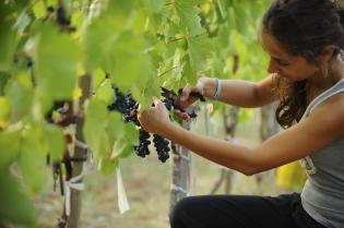 In the vineyards at Kayra ©Wines of Turkey